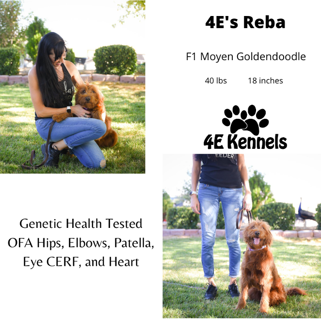 Goldendoodle & Hypoallergenic Puppies & Dogs for Sale near Las Vegas
